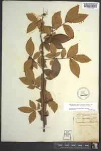 Ulmus alata image