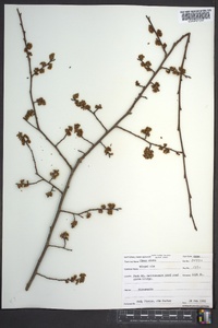 Ulmus alata image