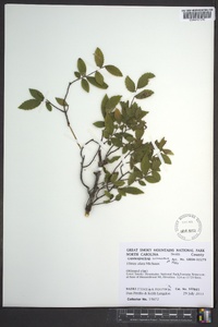 Ulmus alata image