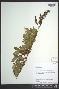 Spiraea tomentosa image