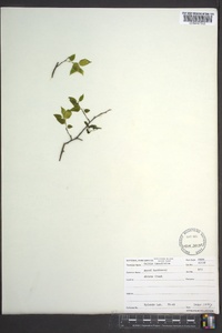 Celtis tenuifolia image