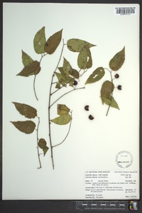 Celtis tenuifolia image