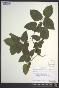 Celtis tenuifolia image