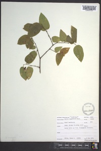 Celtis tenuifolia image