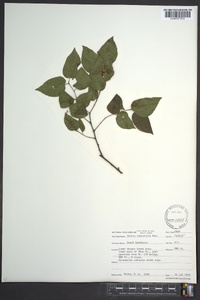 Celtis tenuifolia image