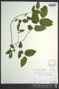 Celtis tenuifolia image