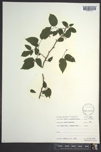 Celtis tenuifolia image