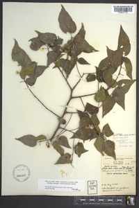 Celtis tenuifolia image