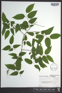 Celtis smallii image