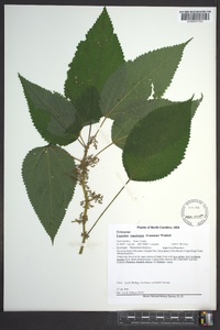 Laportea canadensis image