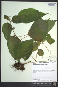 Laportea canadensis image