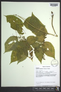 Laportea canadensis image