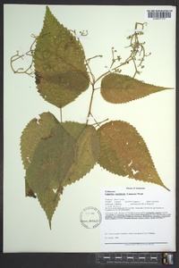 Laportea canadensis image