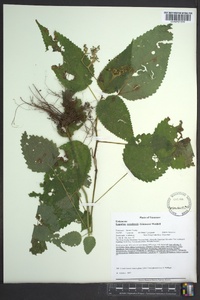 Laportea canadensis image