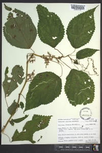 Laportea canadensis image