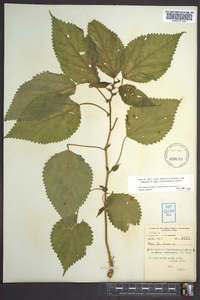 Laportea canadensis image