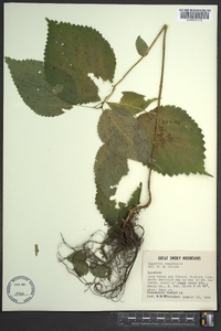 Laportea canadensis image