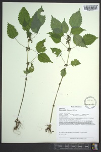 Pilea pumila image