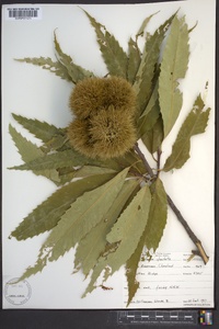 Castanea dentata image