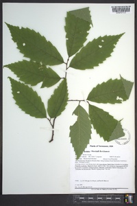 Castanea dentata image