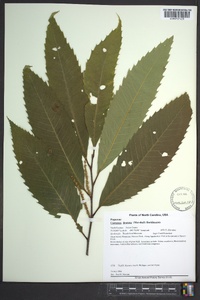 Castanea dentata image