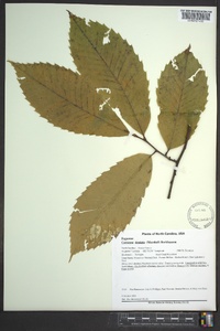 Castanea dentata image