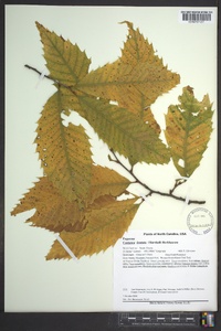 Castanea dentata image