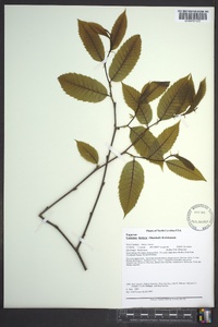 Castanea dentata image