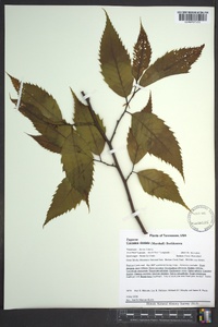 Castanea dentata image