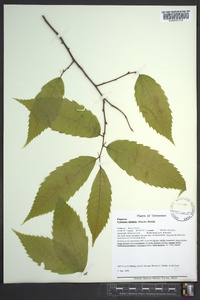 Castanea dentata image