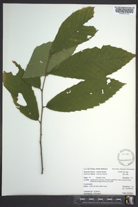 Castanea dentata image