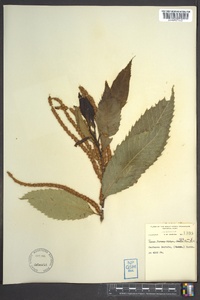 Castanea dentata image