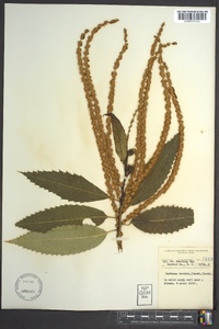 Castanea dentata image