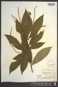 Castanea dentata image