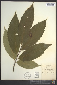 Castanea dentata image