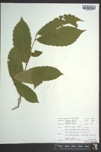 Castanea dentata image