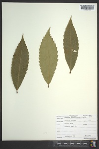 Castanea dentata image