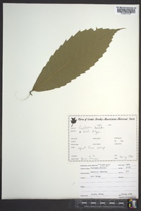 Castanea dentata image