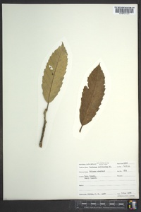 Castanea mollissima image