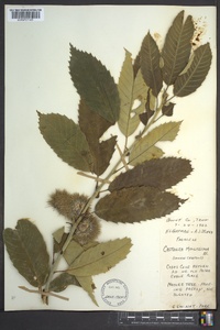 Castanea mollissima image