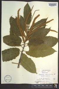 Castanea mollissima image