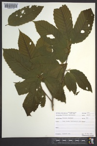 Castanea mollissima image