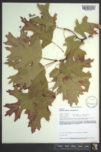 Quercus coccinea image