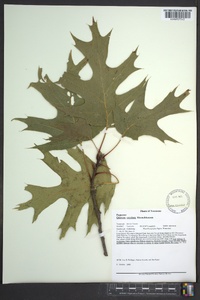 Quercus coccinea image