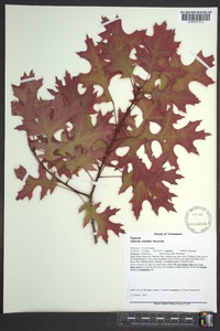 Quercus coccinea image