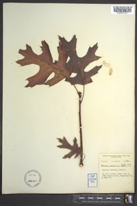 Quercus coccinea image