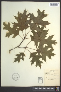 Quercus coccinea image