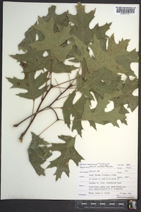 Quercus coccinea image