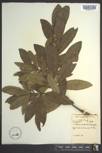 Quercus imbricaria image