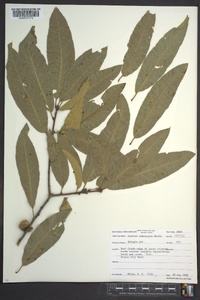 Quercus imbricaria image